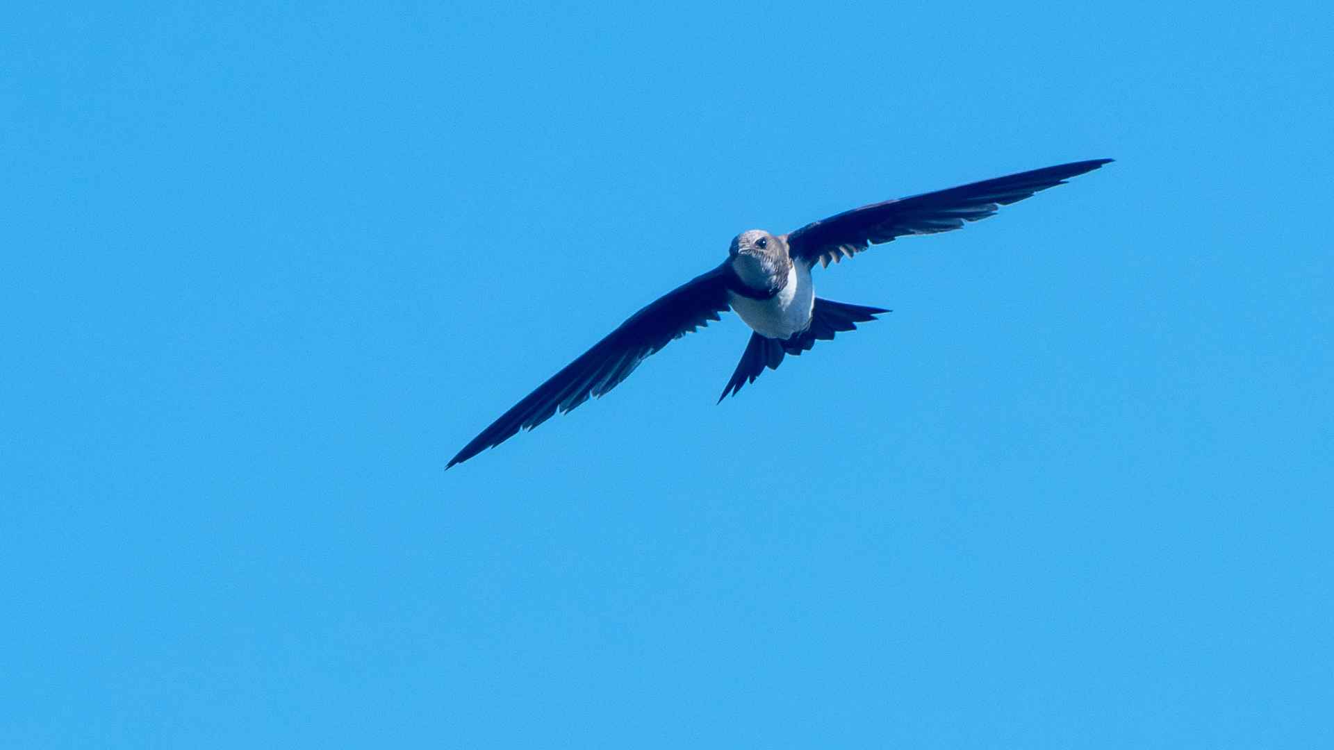 Alpine Swift